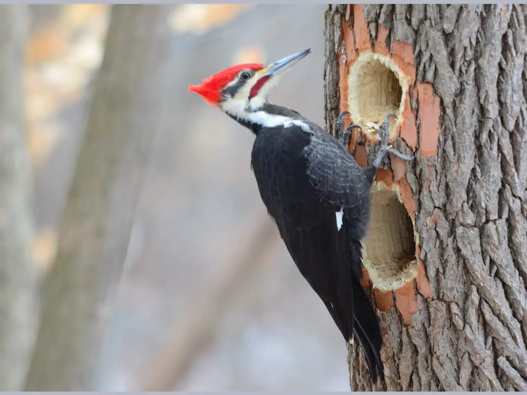 Background Information on Woodpeckers