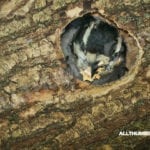 allthumbsdiy-how-to-stop-woodpecker-from-damaging-my-house-featured-fl