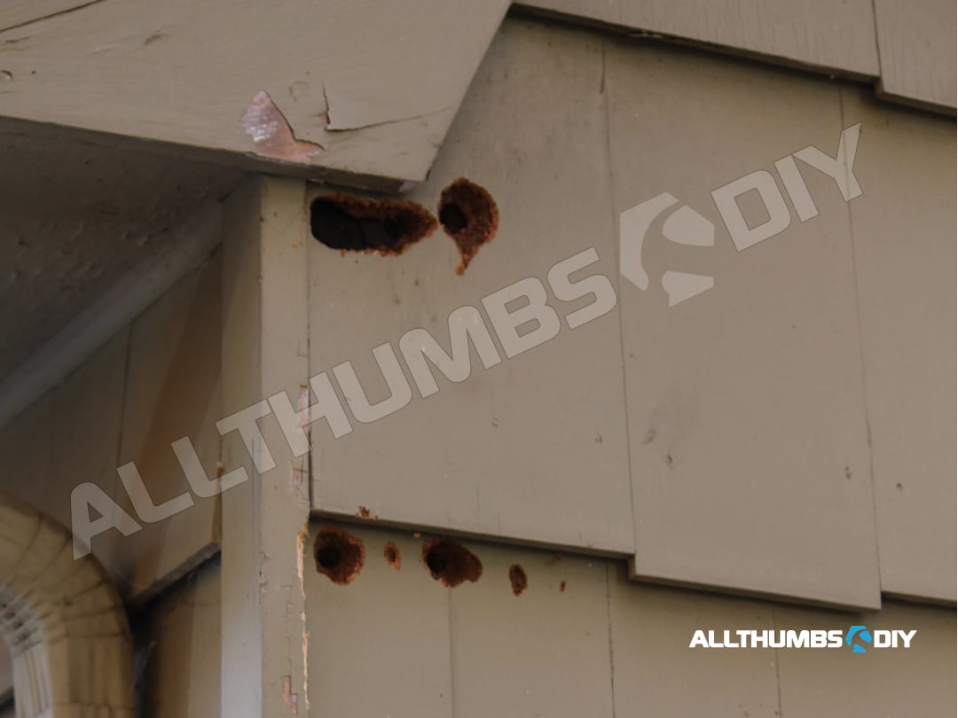 allthumbsdiy-why-is-woodpecker-pecking-on-my-house-header-v2-fl