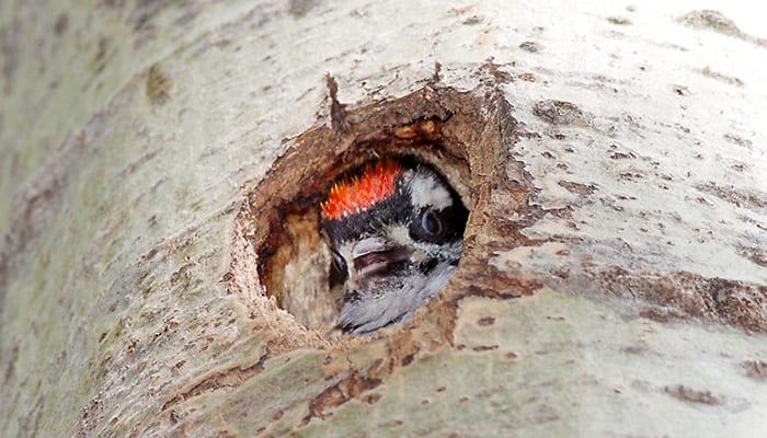 allthumbsdiy-woodpecker-part-3-how-to-stop-woodpecker-from-damaging-my-house-header-fl