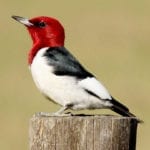 allthumbsdiy-woodpecker-part-a-red-headed-woodpecker-fl