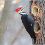 allthumbsdiy-woodpecker-part-b-pileated-woodpecker-fl