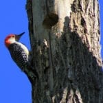 allthumbsdiy-woodpecker-part-c-red-bellied-woodpecker-fl