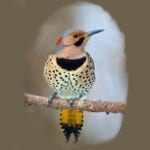 allthumbsdiy-woodpecker-part-e-eastern-flicker-woodpecker-fl