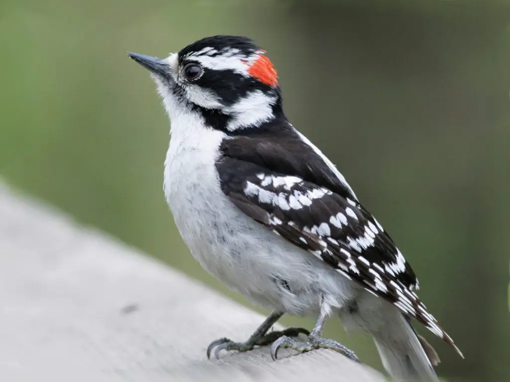 allthumbsdiy-woodpecker-part-f-downy-woodpecker-fl