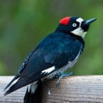 allthumbsdiy-woodpecker-part-g-acorn-woodpecker-fl