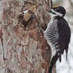 allthumbsdiy-woodpecker-part-h-black-backed-woodpecker-fl