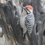 allthumbsdiy-woodpecker-part-k-ladder-backed-woodpecker-fl