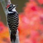 allthumbsdiy-woodpecker-part-l-nuttalls-woodpecker-fl