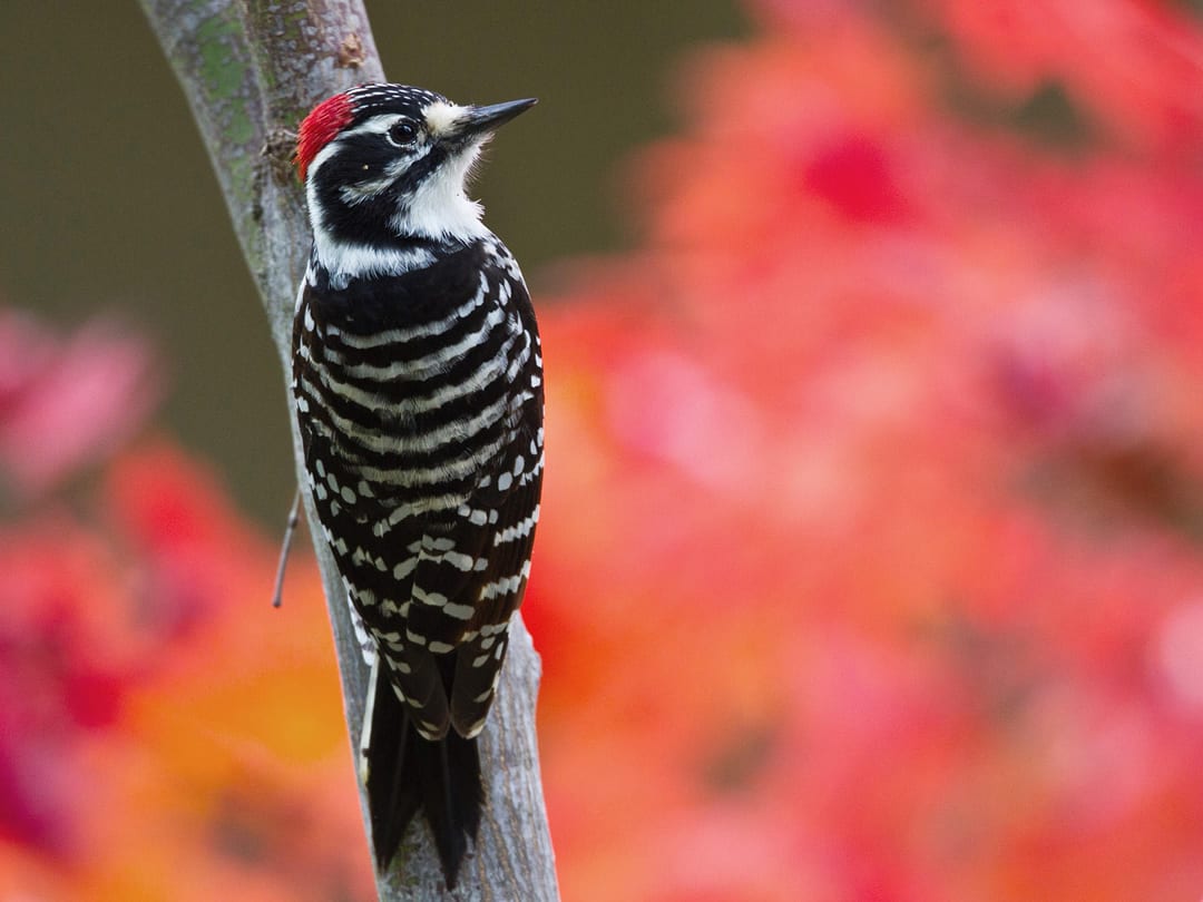 allthumbsdiy-woodpecker-part-l-nuttalls-woodpecker-fl