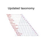 allthumbsdiy-woodpeckers-updated-taxonomy-fl
