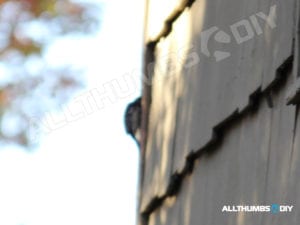 allthumbsdiy-woodpecker-attacking-corner-trim-a-fl