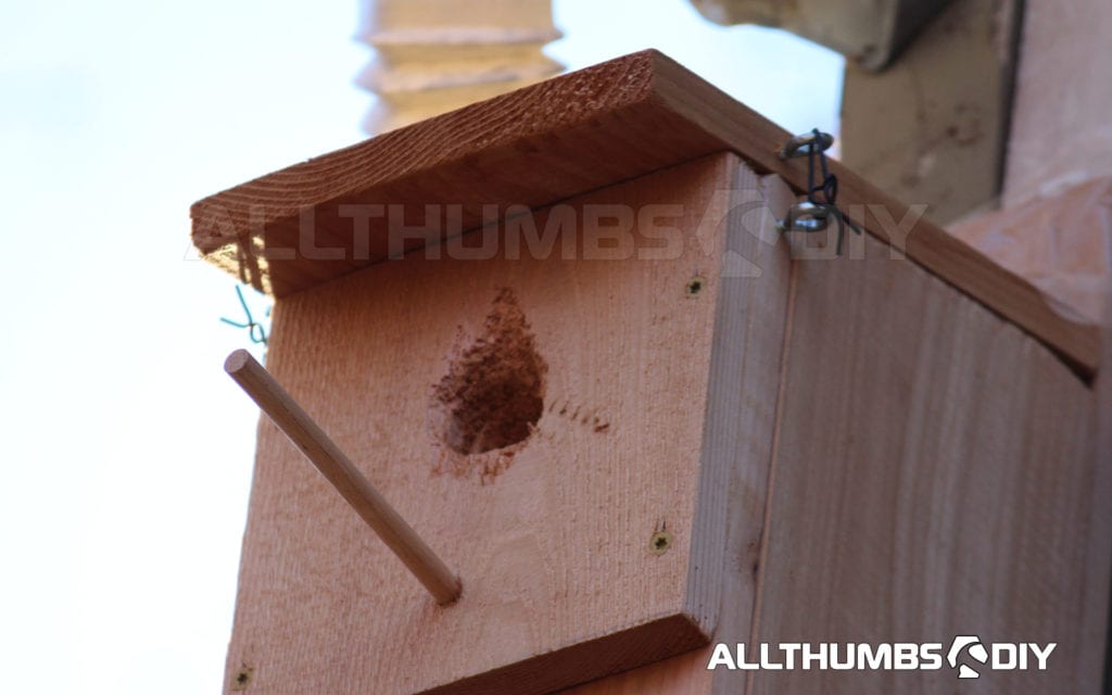 allthumbsdiy-woodpecker-house-hole-enlarging-2016-11-13-fl