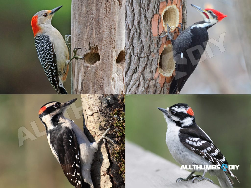 allthumbsdiy-woodpecker-problem-whole-pack-of-different-woodpeckers-hanging-out-fl