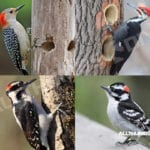 allthumbsdiy-woodpecker-problem-whole-pack-of-different-woodpeckers-hanging-out-fl